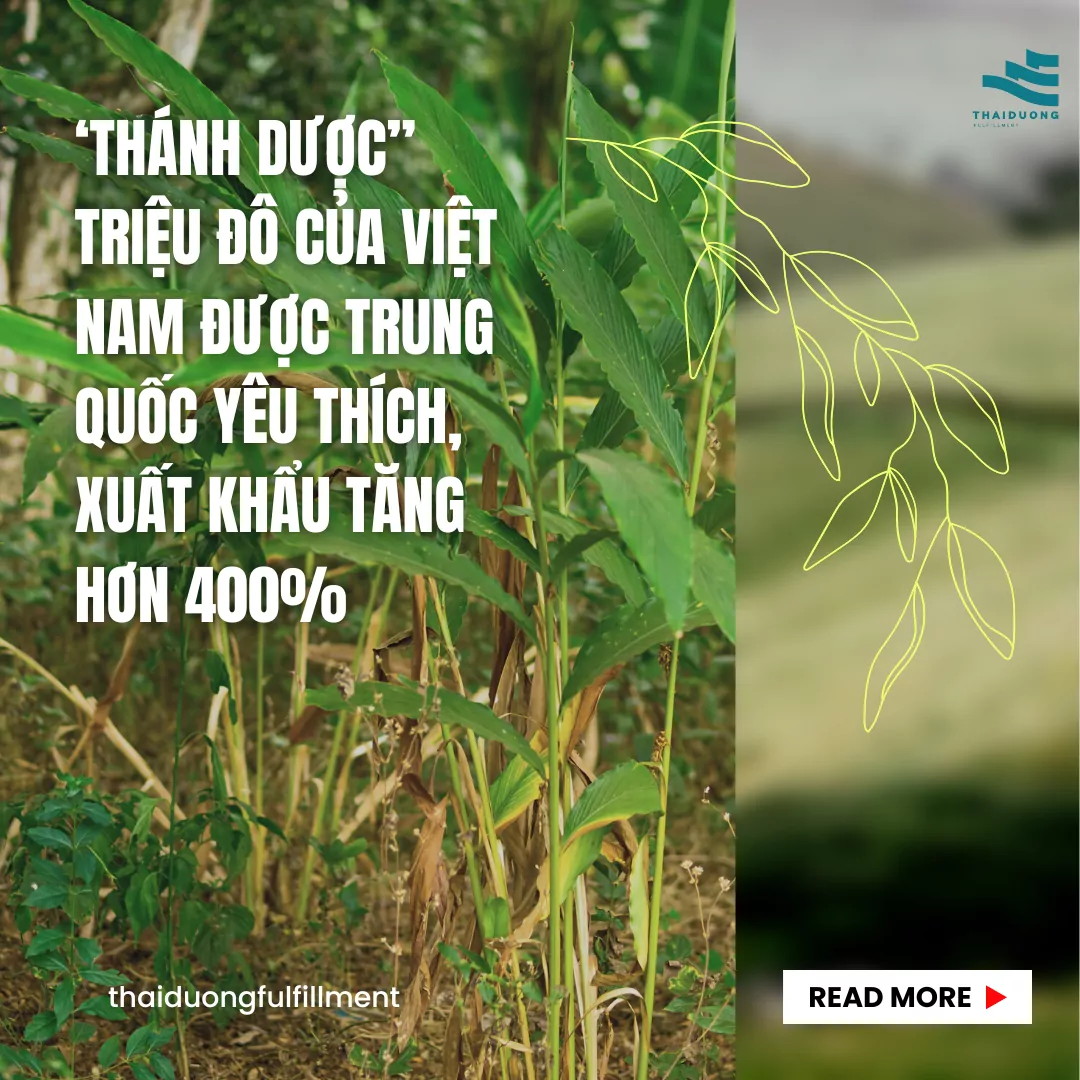 "Thánh dược” triệu đô của Việt Nam được Trung Quốc yêu thích, xuất khẩu tăng hơn 400%